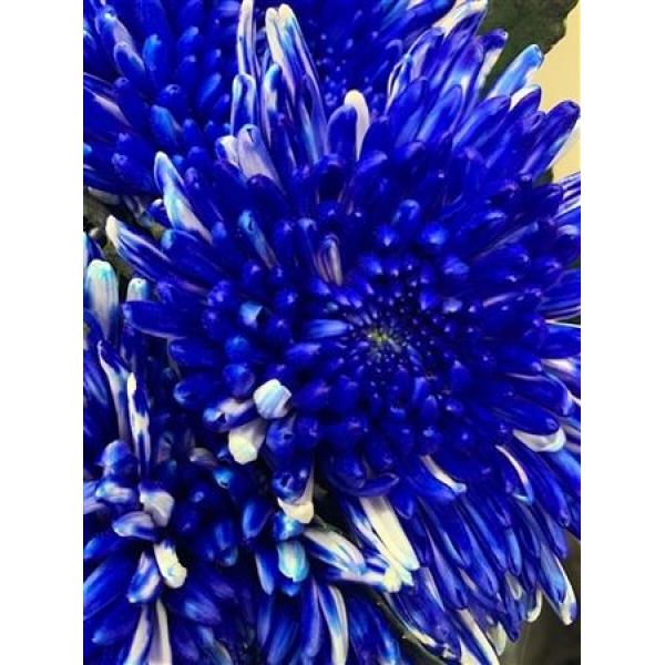 Chr Gr Topspin Dyed Blue