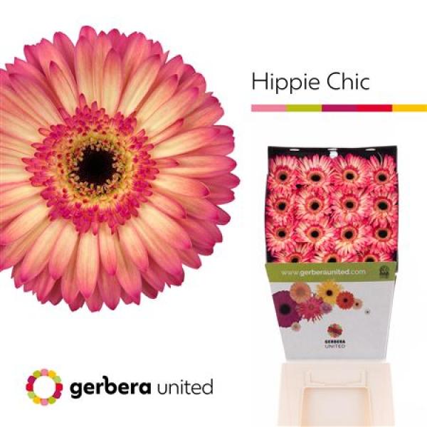 Ge Gr Diamond Hippie Chic