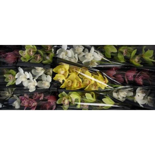 Cymb   Mix 60cm