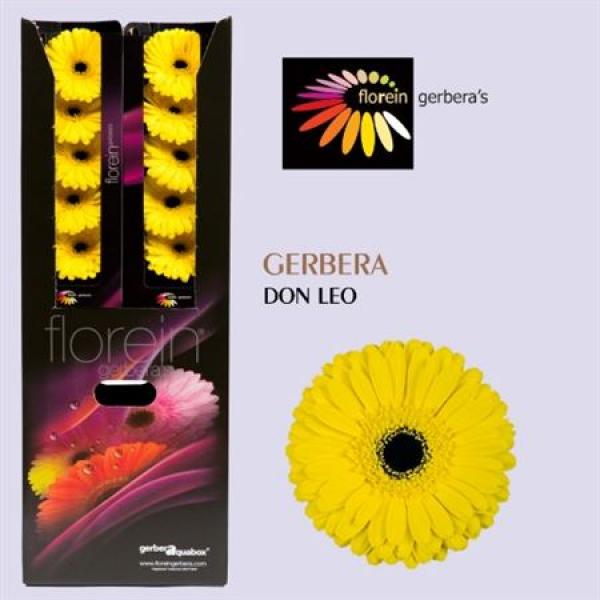 Ge Gr Aquabox Don Leo *96