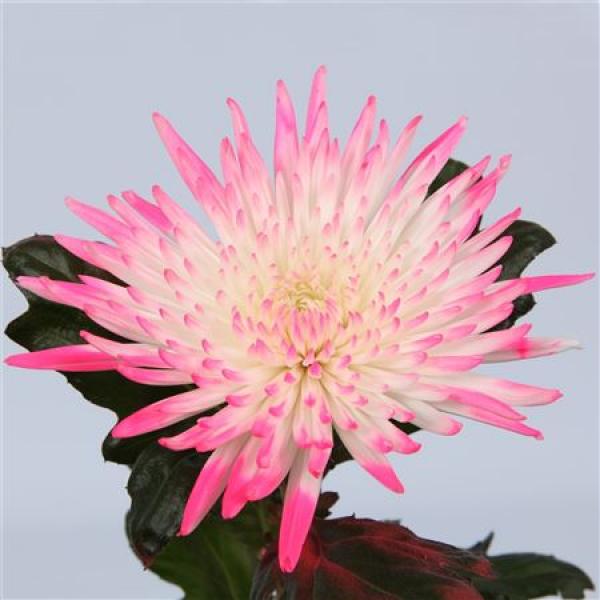 Chr Gr Ana Dyed Snow Pink