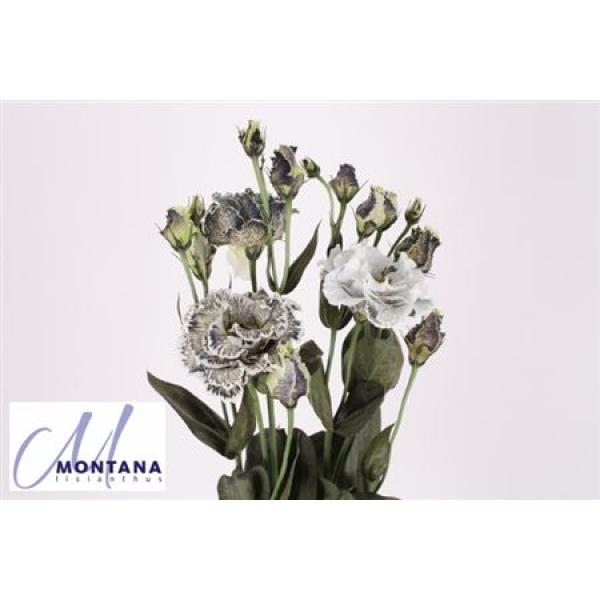 Eustoma Dyed Celeb Ice Chrystal