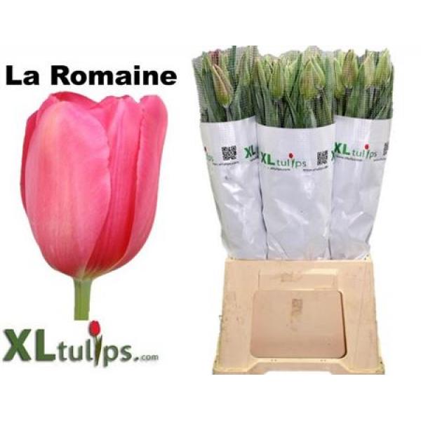 Tu French En La Romaine