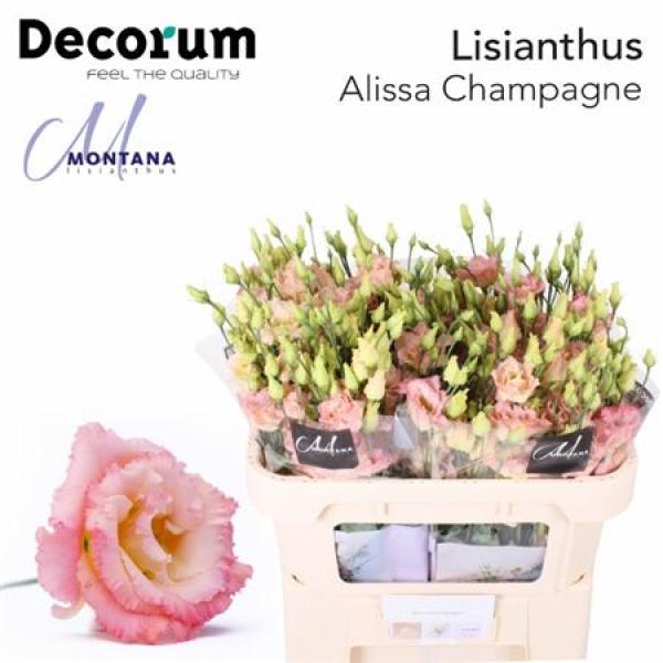 Eust G Alissa Champagne Montana