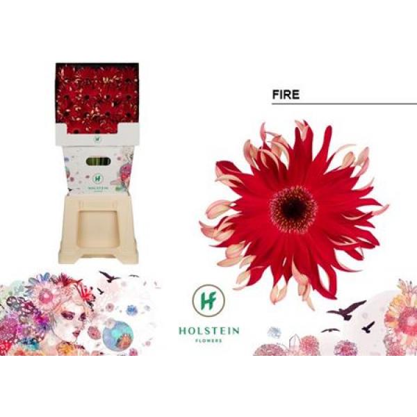 Ge Gr Diamond Pasta Fire Holstein
