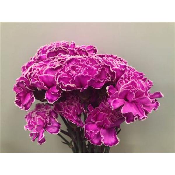Dianthus St Dyed Cerise