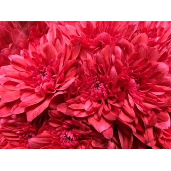 Chr Tr Baltica Dyed Red