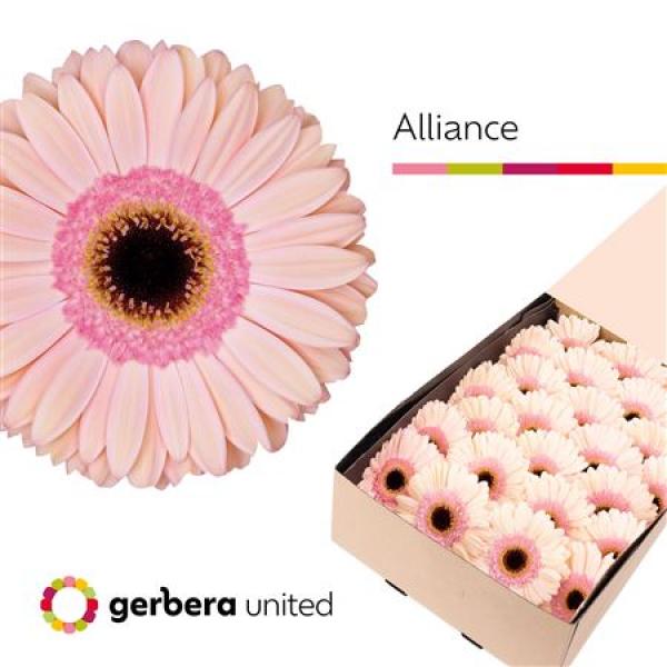 Ge Gr Box Alliance