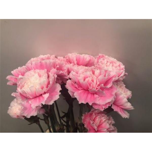 Dianthus St Dyed Pastel Pink