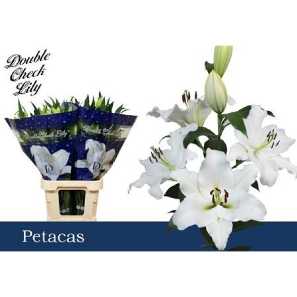 Li Ot Petacas 4+