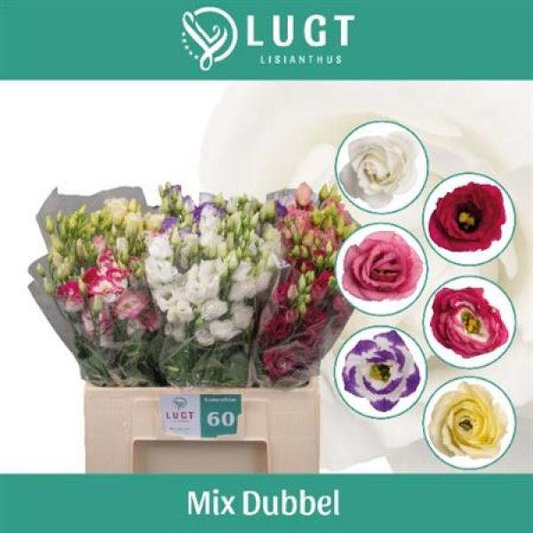 Eust  Mix G 65cm Lugt