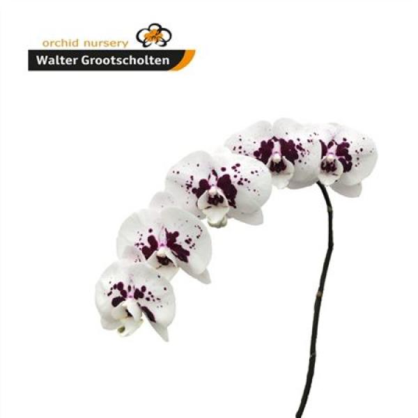 Phal By Flower Wine Drops *45