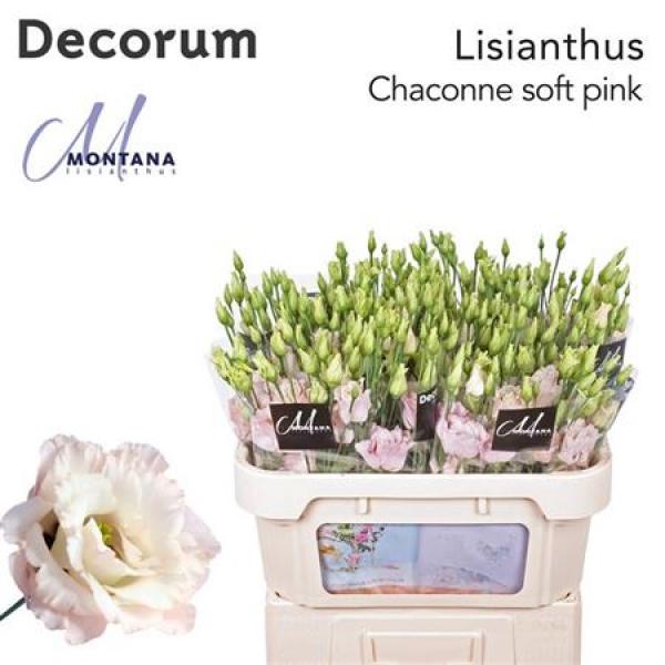 Eust G Chac Soft Pink Montana