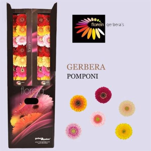 Ge Mi Aquabox Small Pomponi Mix *160