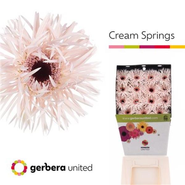 Ge Gr Diamond Spider Cream Springs