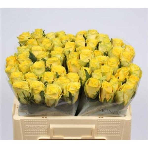 R Gr  Yellow Import