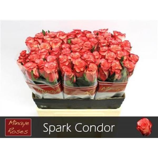 R Gr Spark Condor