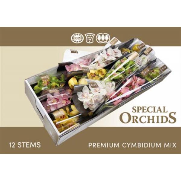 Cymb   Mix Special Orchids 50cm