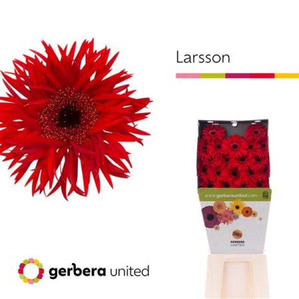 Ge Mi Diamond Spider Larsson