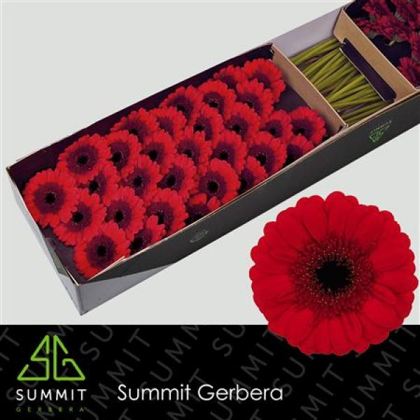 Ge Mi Small Box Red Ruby