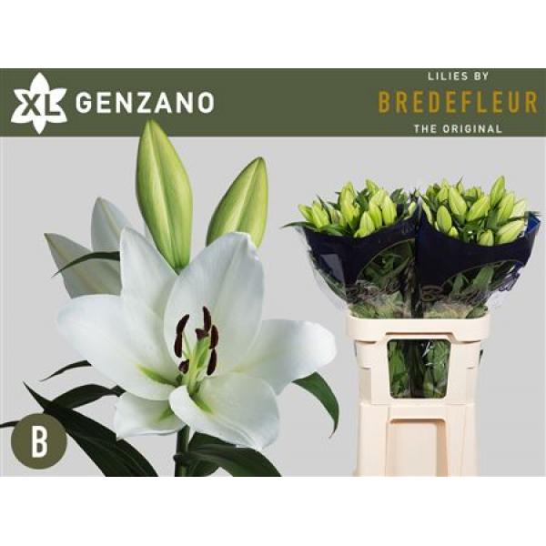 Li Ot Genzano 4+ Supra