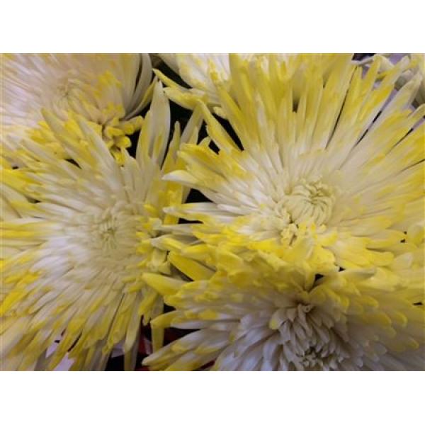 Chr Gr Ana Dyed Tips Yellow