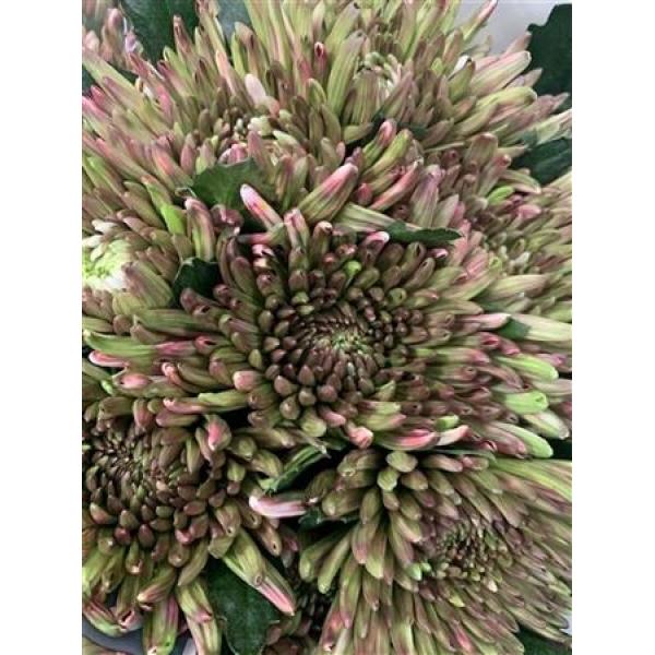 Chr Gr Topspin Dyed Hortensia