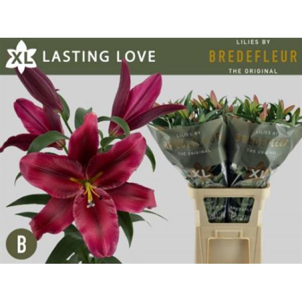 Li Ot Lasting Love 4+