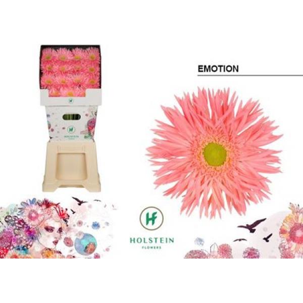 Ge Gr Diamond Spider Emotion