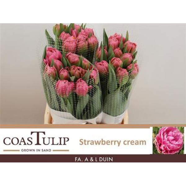 Tu  Coastulip Du Strawberry Cream