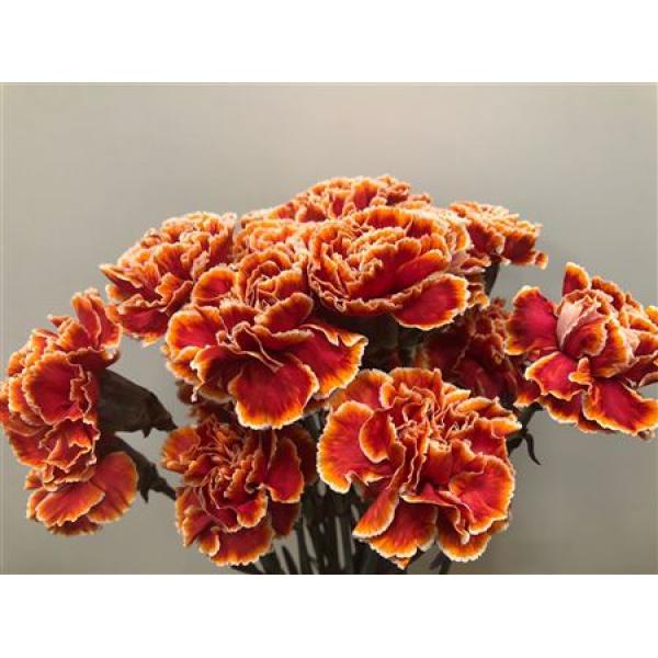Dianthus St Dyed Roma