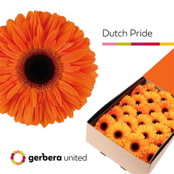 Ge Gr Box Dutch Pride