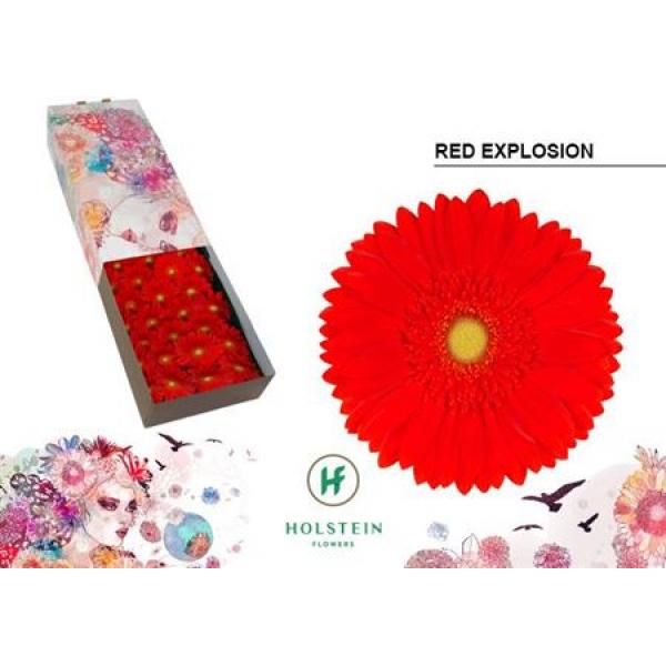 Ge Gr Box Red Explosion Holstein