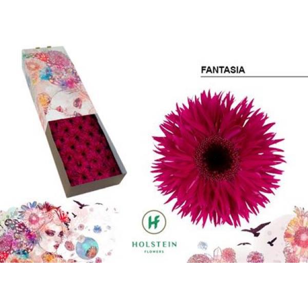 Ge Gr Box Spider Fantasia Holstein