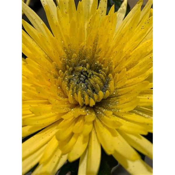 Chr Gr Anastasia Dyed Sunny Sparkling Silver