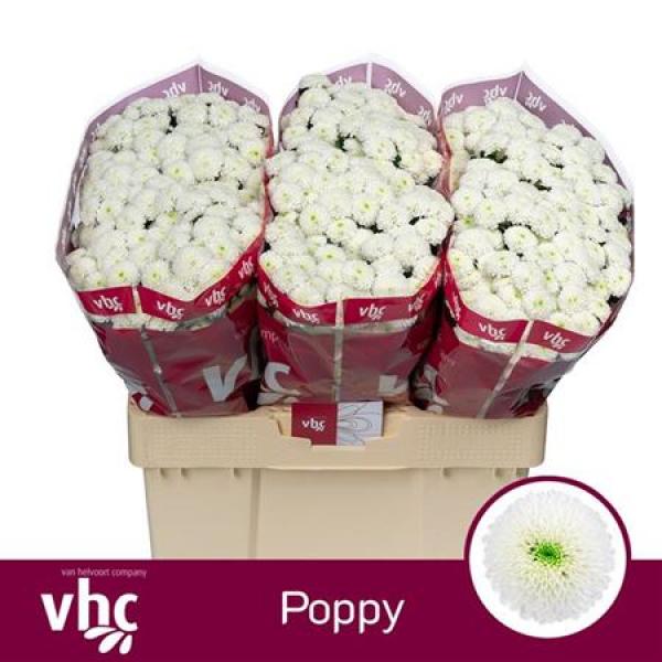 Chr San Poppy
