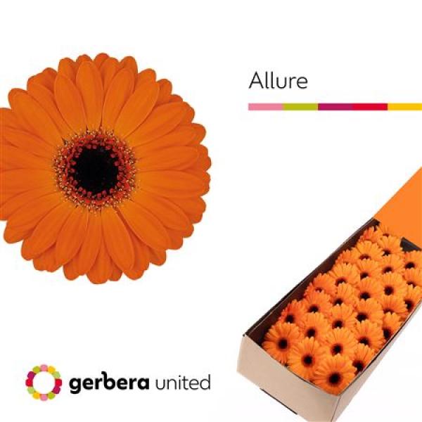 Ge Mi Box Allure