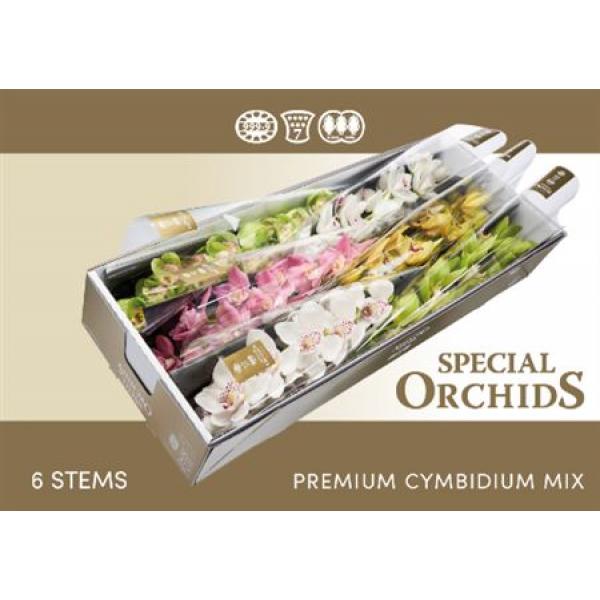 Cymb   Mix Special Orchids Exclusive *6