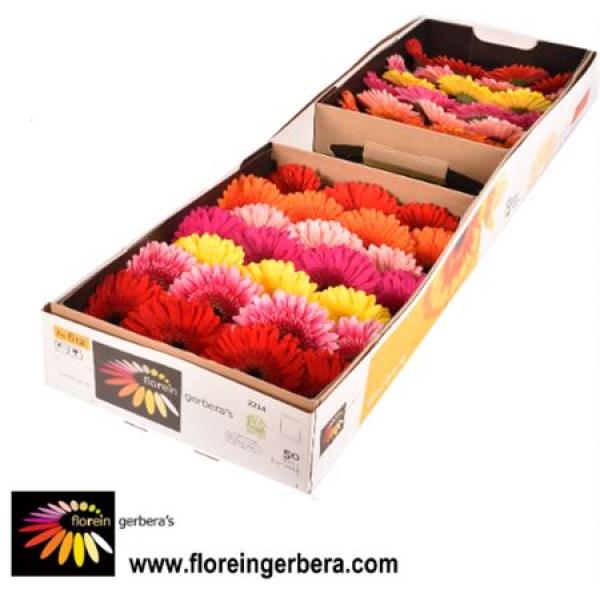 Ge Gr Box  Mix On Row Florein