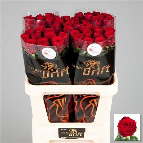 R Gr Red Naomi Extra