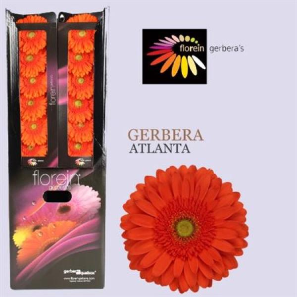 Ge Gr Aquabox Atlanta *80