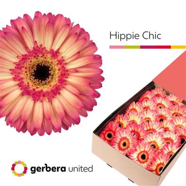 Ge Gr Box Hippie Chic