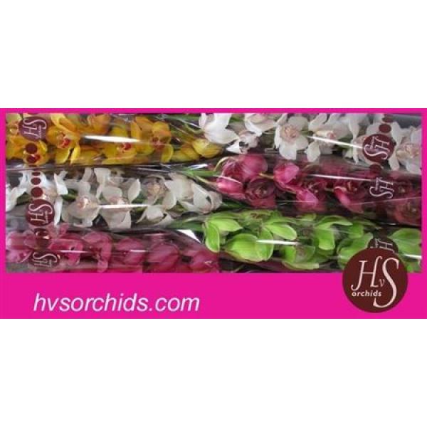 Cymb   Mix Hvs Orchids * 6