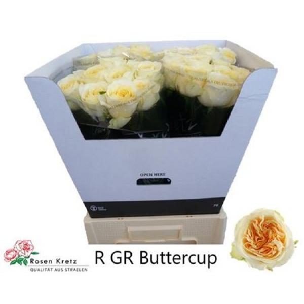 R Gr Buttercup