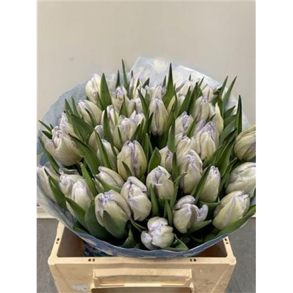 Tulp Dyed Butterfly