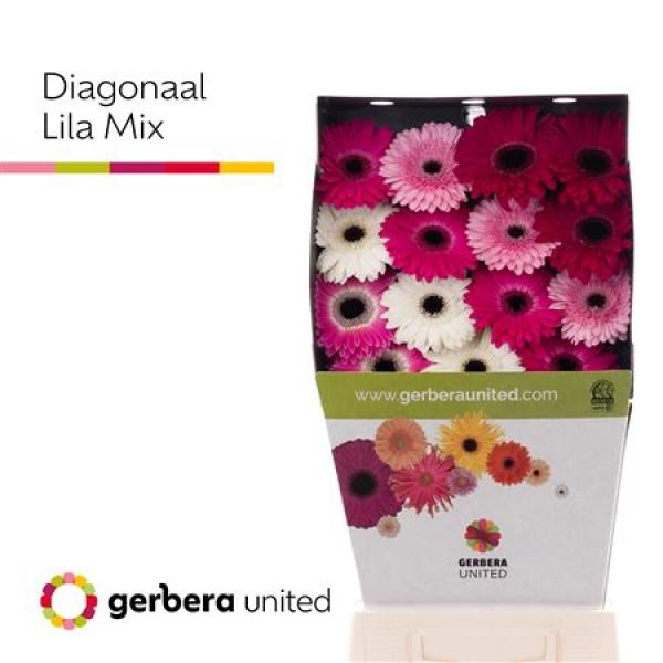 Ge Gr Diamond Mix Lila