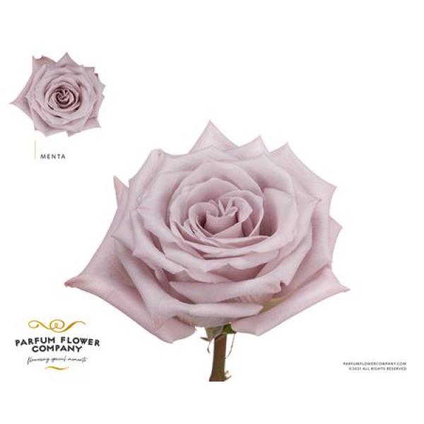 Rosa Garden Menta