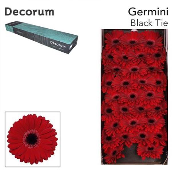 Ge Mi Box Black Tie Decorum