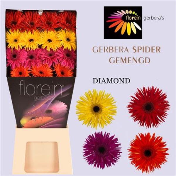 Ge Gr Diamond Mix Spider