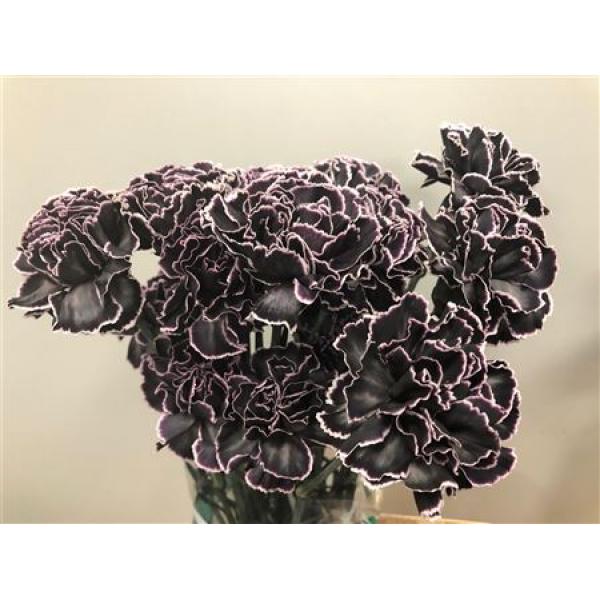 Dianthus St Dyed Black